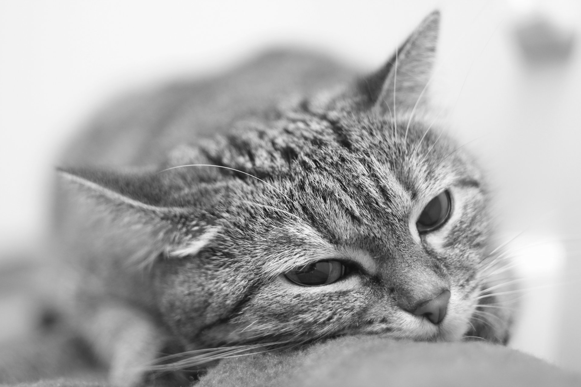 gato blanco y negro retrato