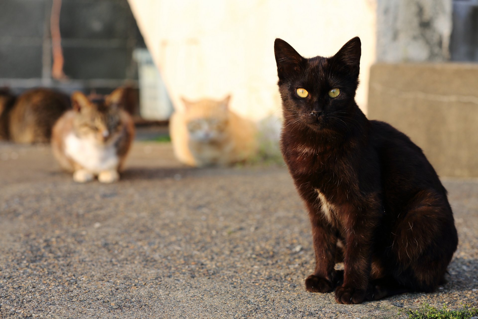 gatos calle puerto gato gato negro mirada