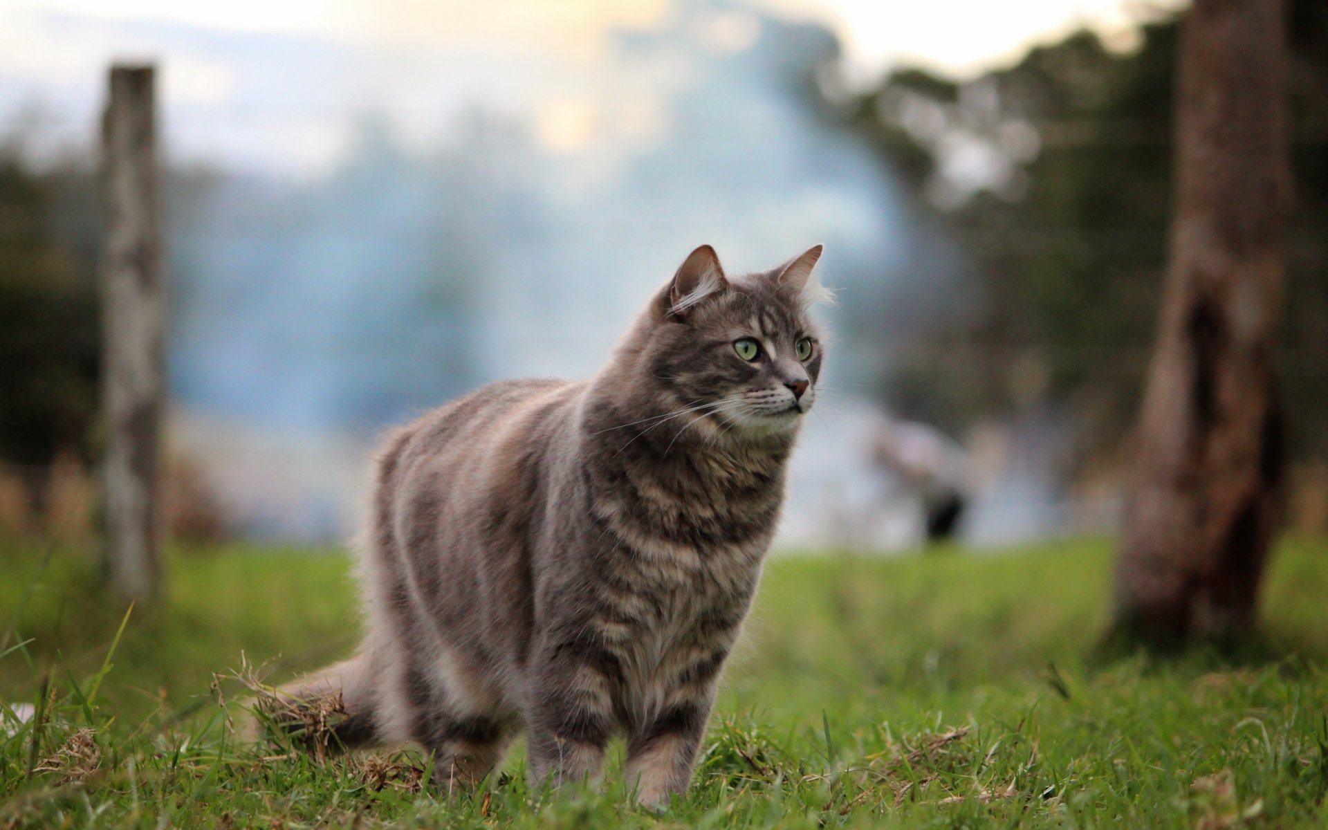 chat vue fond