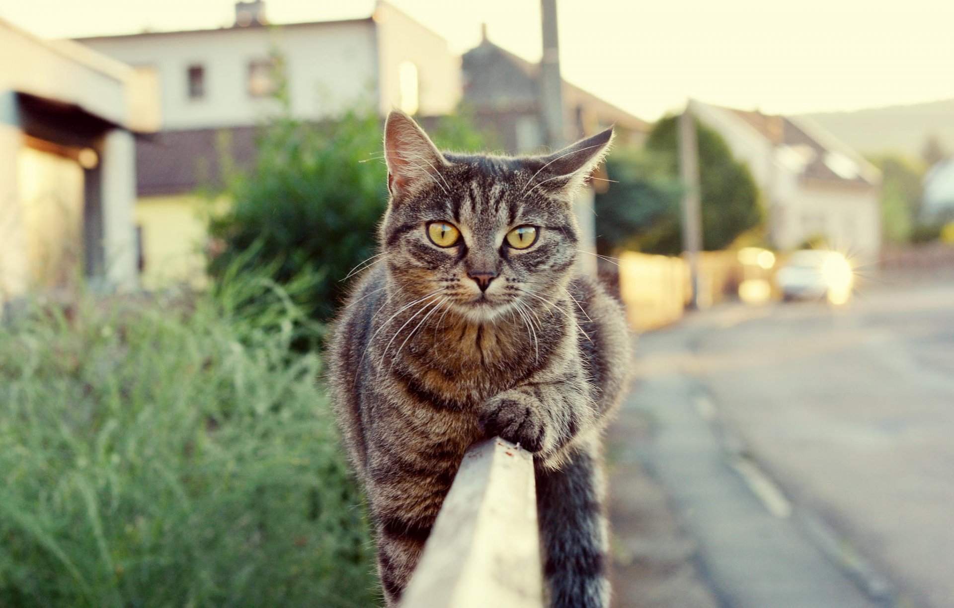 chat laine vue clôture route