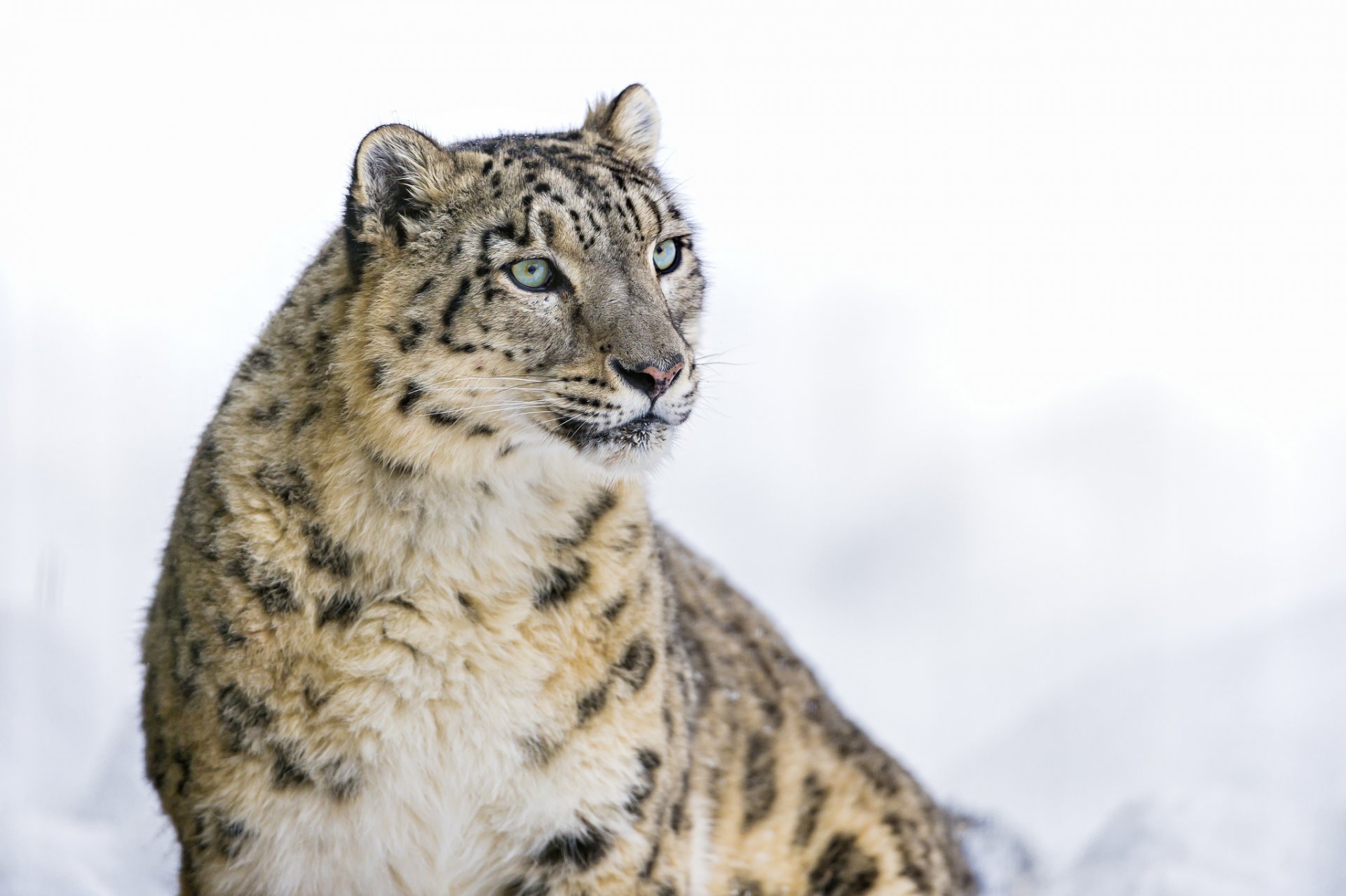 schneeleopard irbis große katze