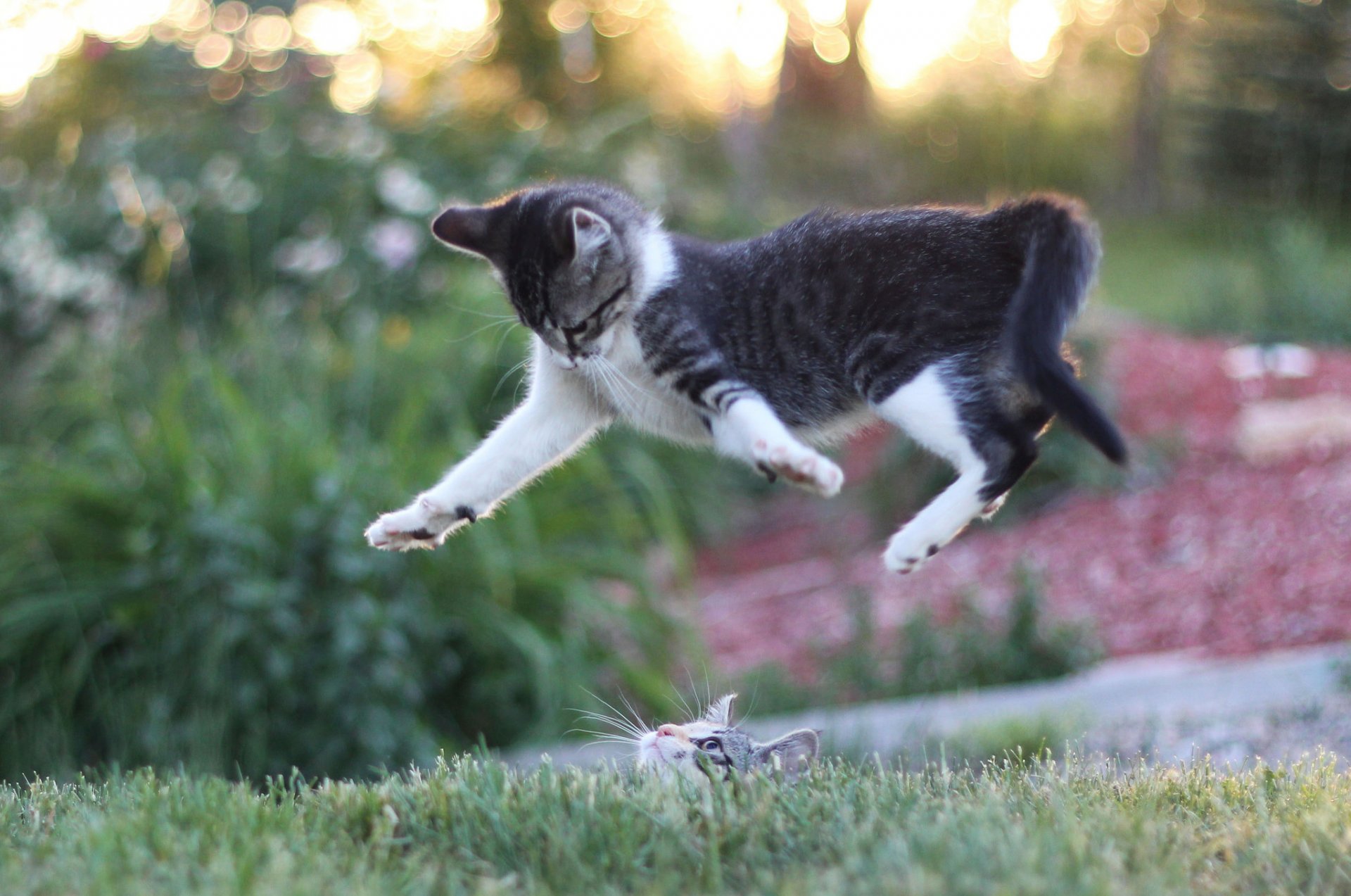 kätzchen spiel katzen sprung