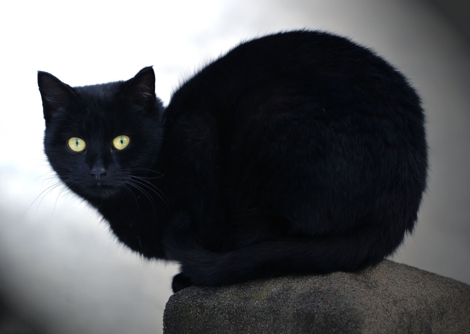 gato negro gato mirada piedra