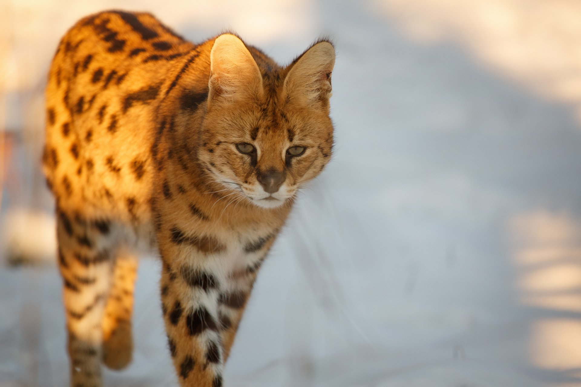 serval wildkatze ohren blick