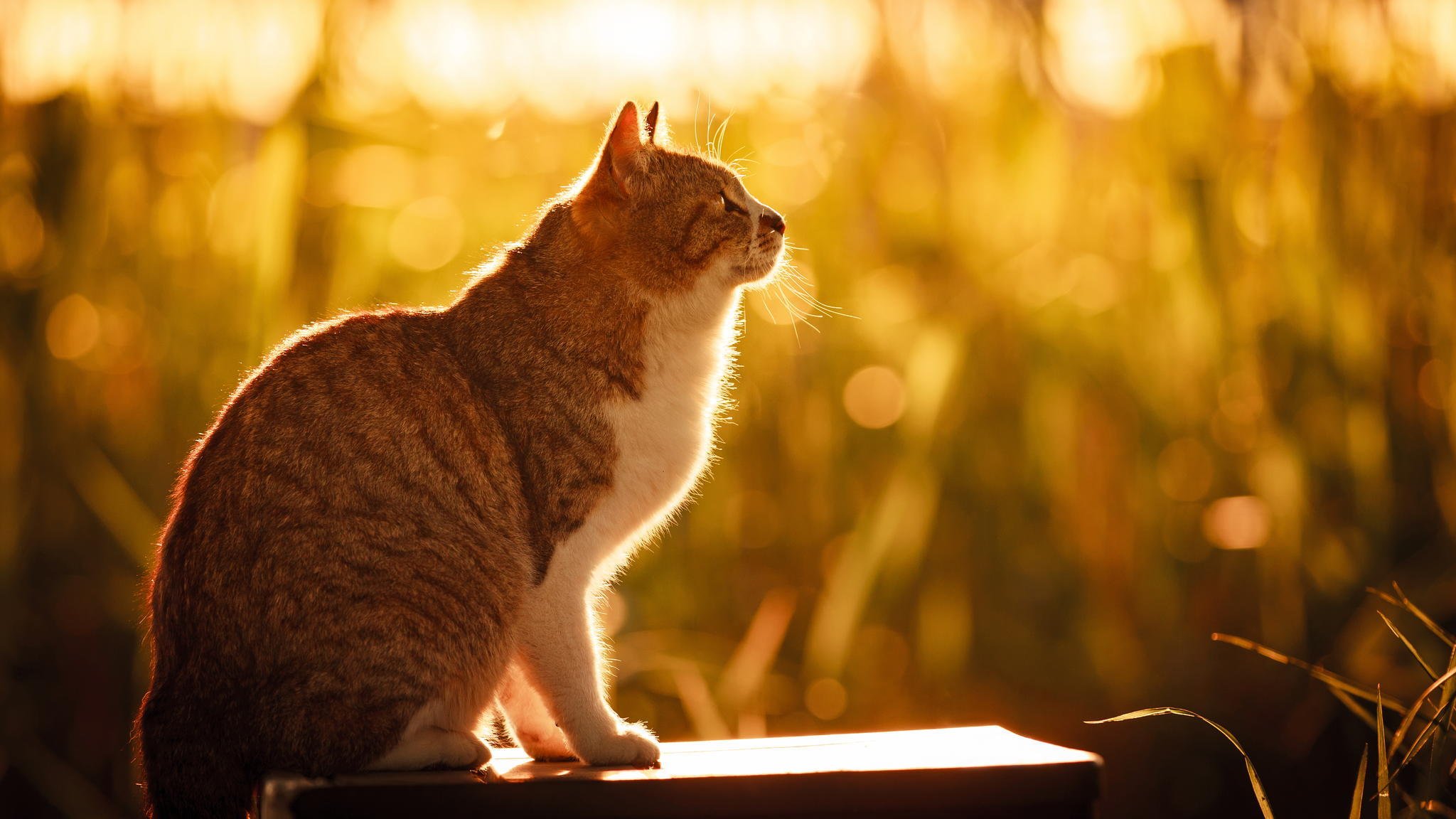 kot kot siedzi natura lato słońce światło trawa bokeh