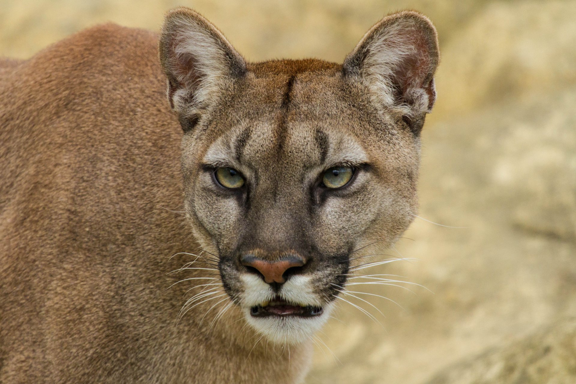 puma puma león de montaña gato vista hocico