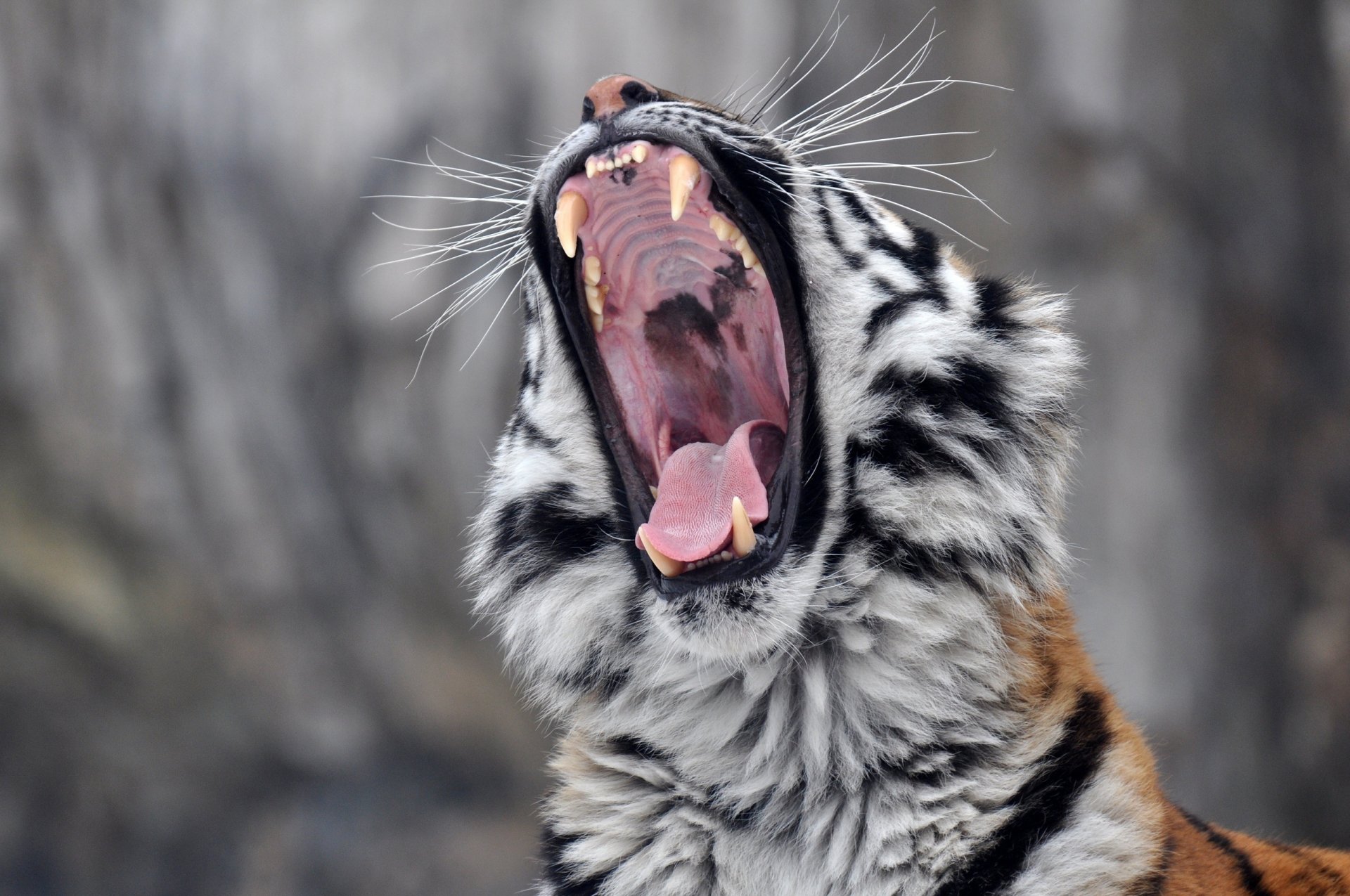 tigre dell amur gatto selvatico predatore muso sbadiglio bocca zanne lingua