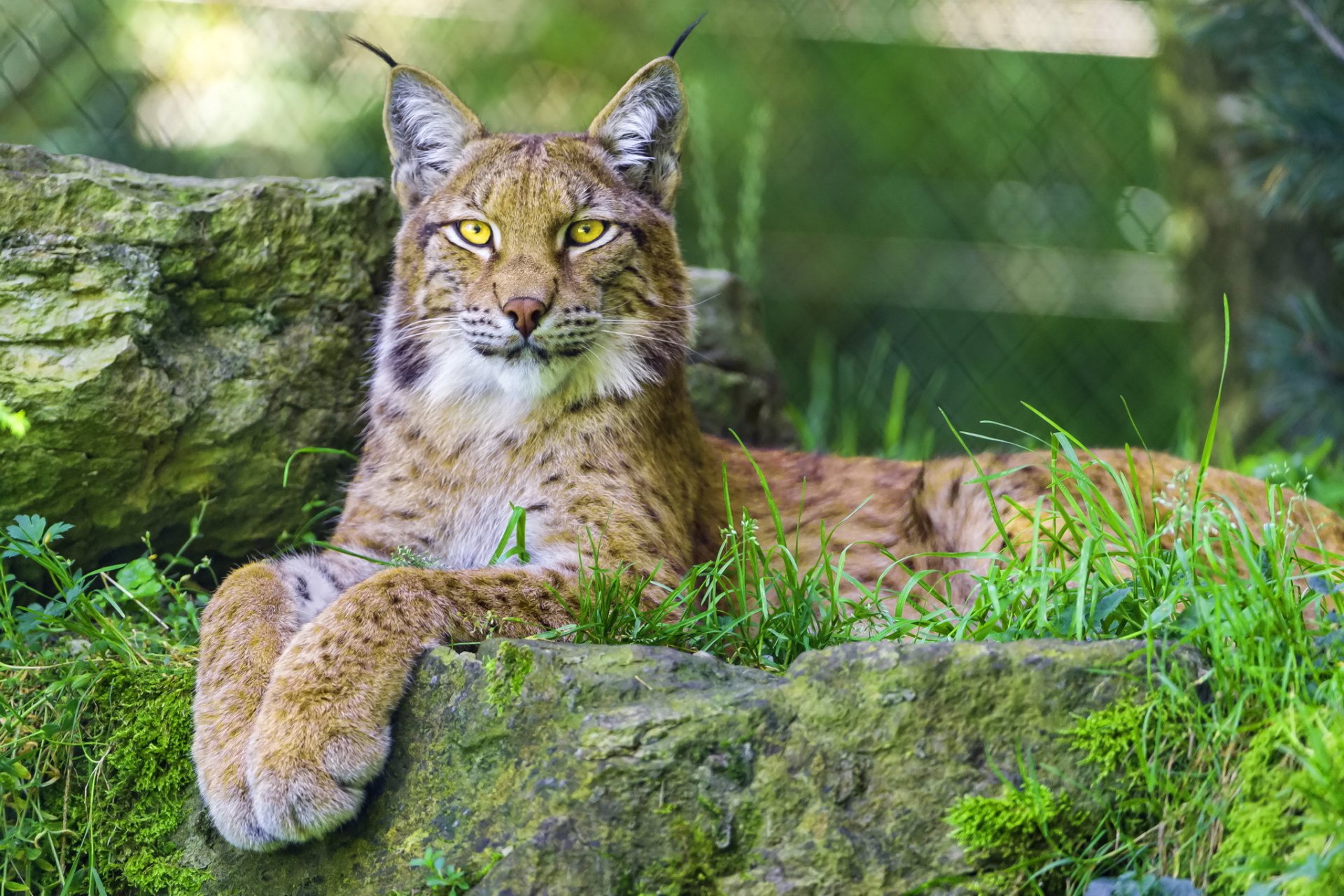 lince depredador descanso patas mirada gato salvaje