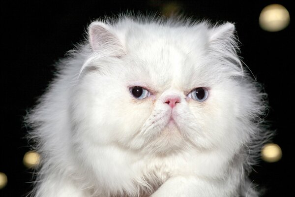 Gatto persiano bianco peloso. Sfondo sfocato