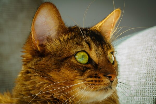 A ginger cat with emerald eyes