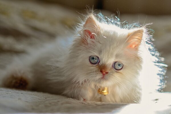 Gatito blanco bizco con pandereta alrededor del cuello