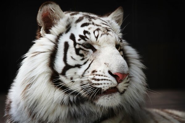 Hocico de tigre blanco sobre negro