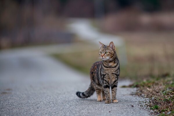 Eine gestreifte Katze geht auf einer asphaltierten Straße entlang