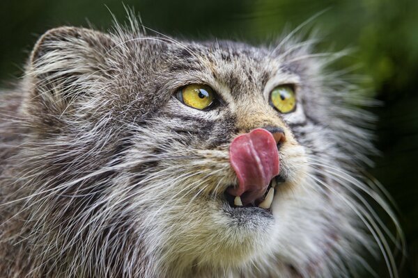 Manul de ojos verdes decidió lamer