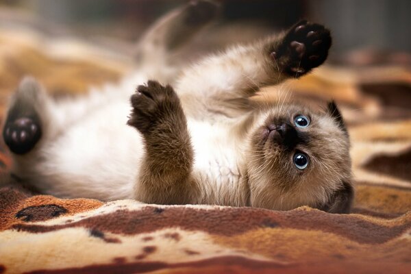 Cute Siamese kitten is playing, lying on its back