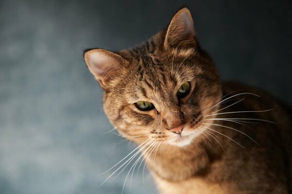 The muzzle of a red - whiskered argumentative cat