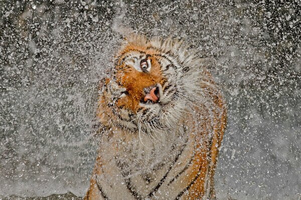 Der Tiger schüttelt sich ab und die Spritzer fliegen