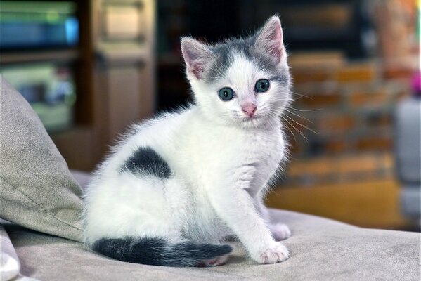 Piccolo gattino sul letto