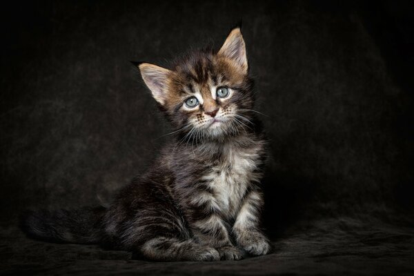 Vue de chaton Maine Coon sur fond sombre