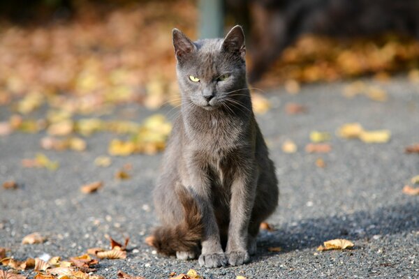 The gray cat is sitting with a dissatisfied look