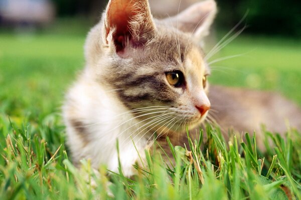 Nahaufnahme einer Katze mit einem weißen Hals auf dem Rasen