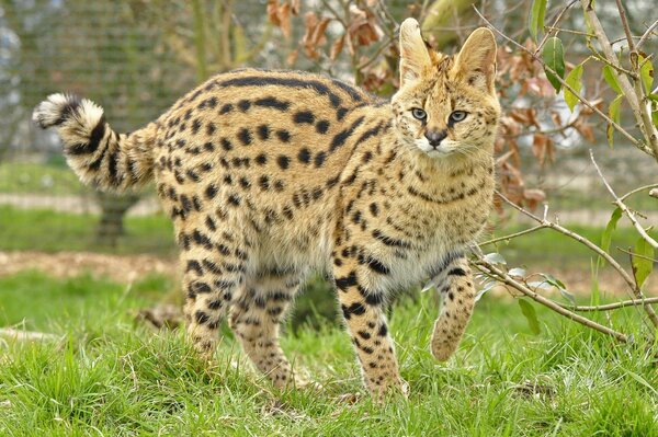 Gato salvaje Serval en la hierba