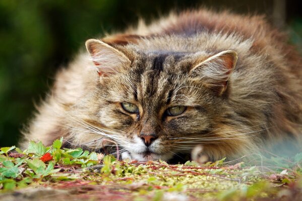 Fluffy cat looks at the camera