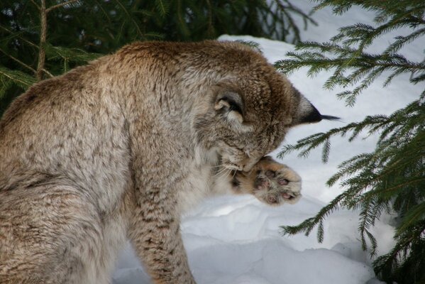 Eurasian lynx washes in the snow