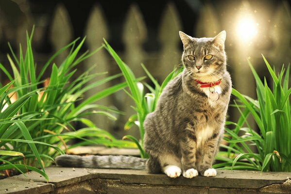 Katze mit rotem Halsband, die in der Nähe von Pflanzen sitzt