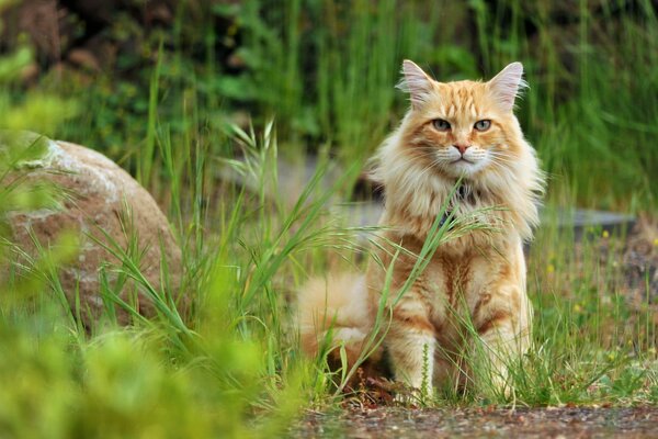 Gato rojo en la naturaleza. Vista de gato