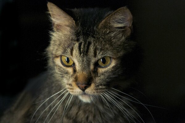 Schöne Katze mit ernstem Blick