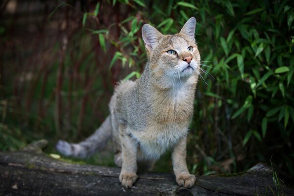 Predatory mammal on the background of fauna