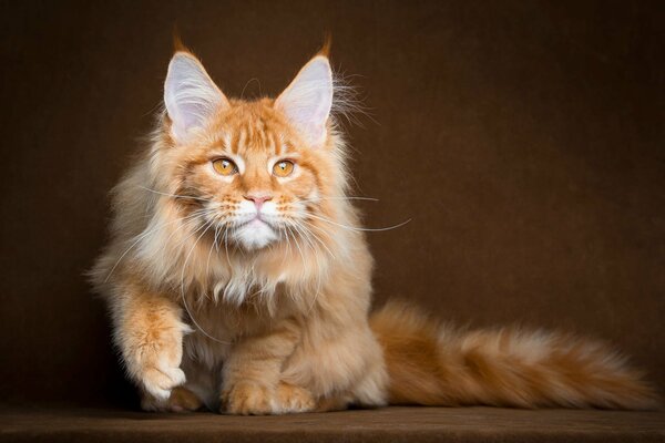 Le chat roux et moelleux du Maine Coon est sorti à la chasse