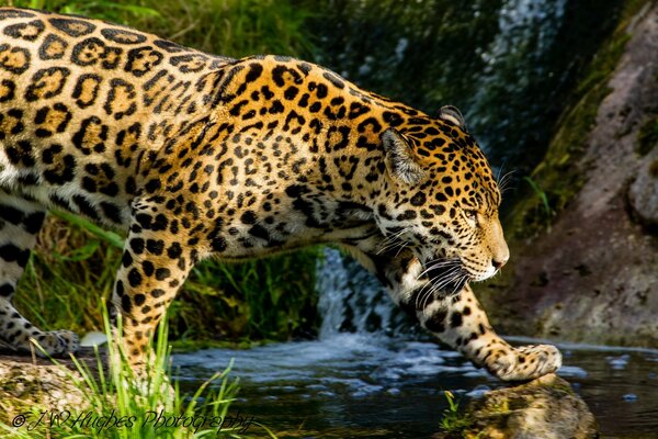 Jaguar walks by the stream