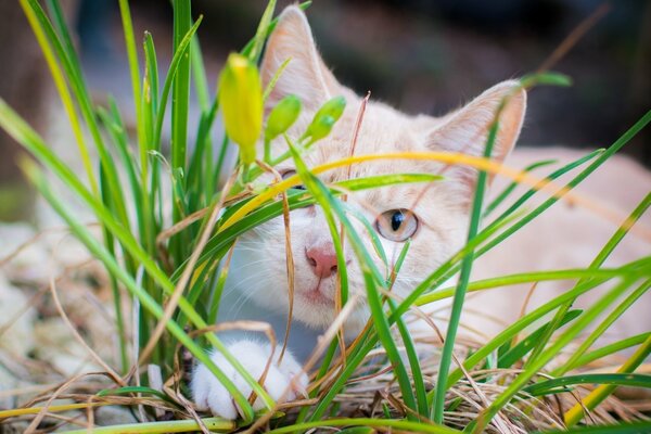 Chat roux dans l herbe vert-jaune