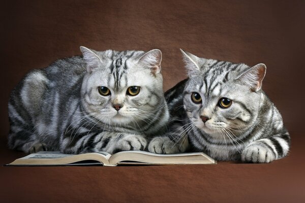 Dos gatos leyendo un libro sobre un fondo marrón