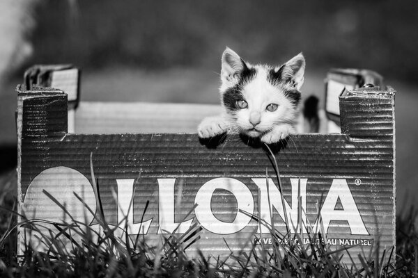 Foto en blanco y negro de un gatito en una Caja. Rodeado de hierba