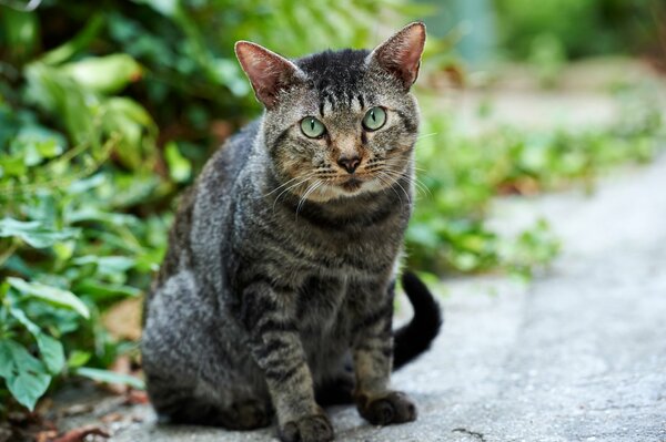 Un gato serio entre la vegetación en la calle