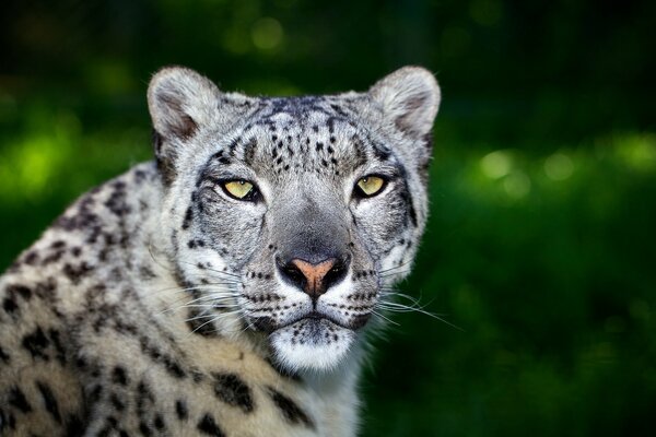 Leopard on a green natural background