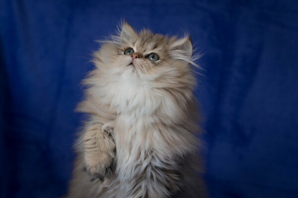 Mignon chaton bébé moelleux