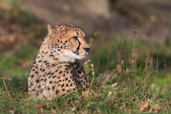 Wild cat predator in the grass