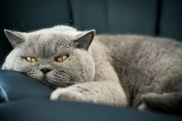 The gray cat decided to lie down