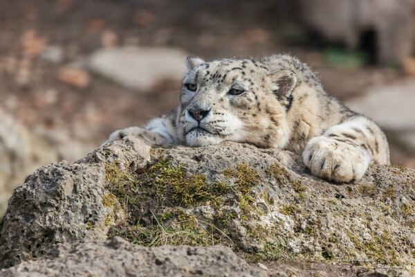 The snow leopard put his paws on a stone