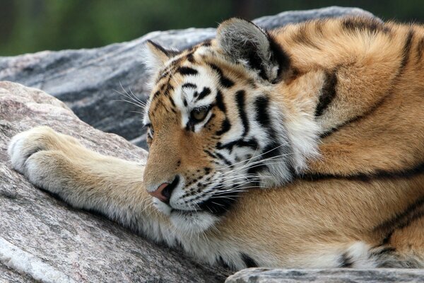 Der Amur-Tiger ruht auf einem Stein