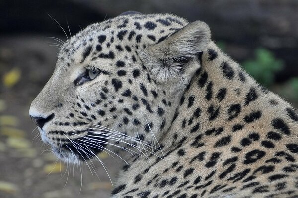 The muzzle of a Persian leopard in profile