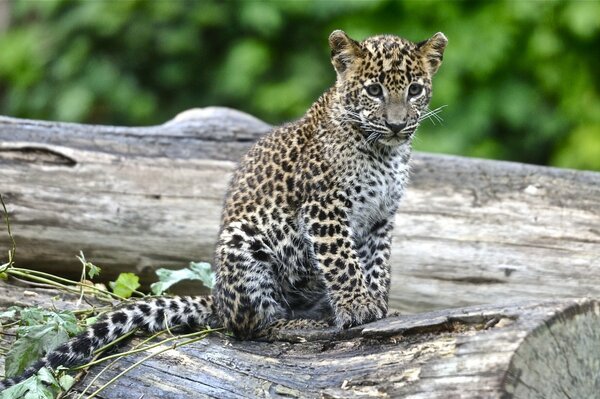 A leopard cub sits on a log