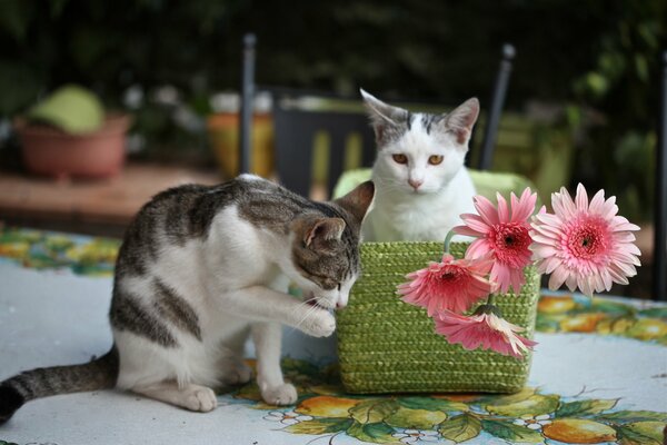 Котята играются в цветах гербера