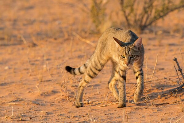 Chat africain sauvage dans le désert