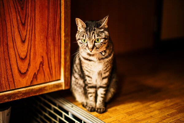 Striped brown cat looks thoughtfully into the distance