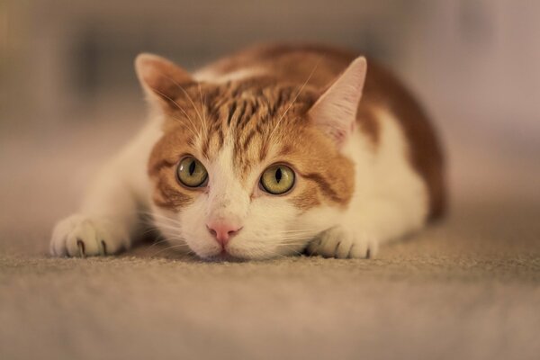 A white-red cat is lying on the carpet